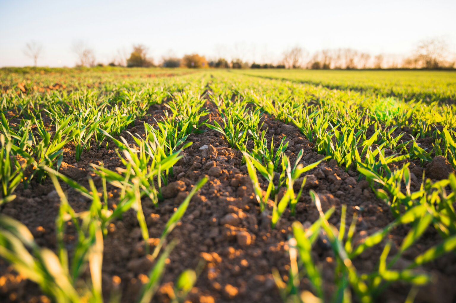 agro-industrie